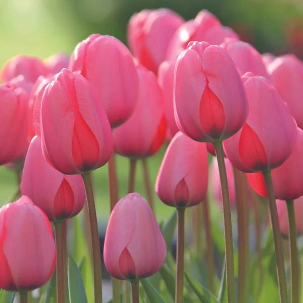 10-Count Pink Impression Tulip
