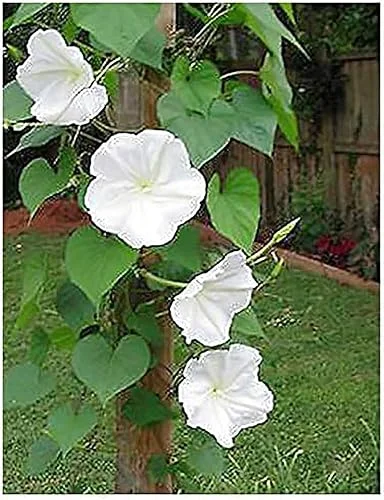 White Moonflower – Fragrant, Evening Blooming Vine Seeds